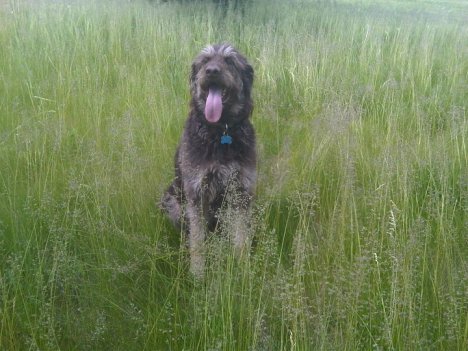 Gus in the field of grass